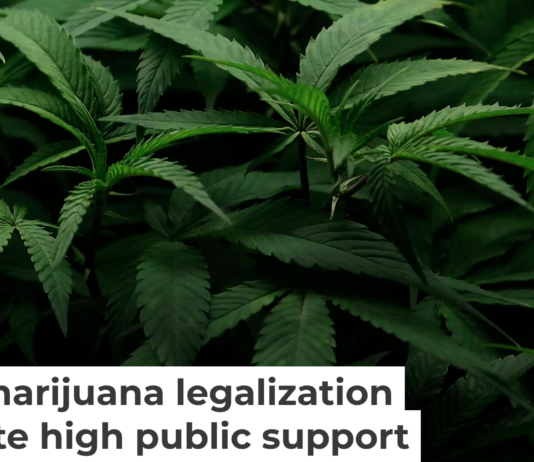 Cannabis plants are seen at Harborside Oakland Dispensary on Aug. 11, 2025, in Oakland, Calif. Justin Sullivan/Getty Images